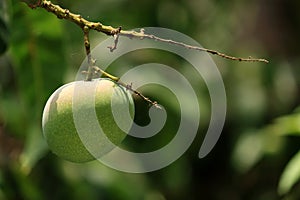 Raw Alphonso Mango