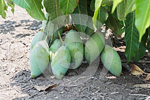 Mango Prolific to the ground