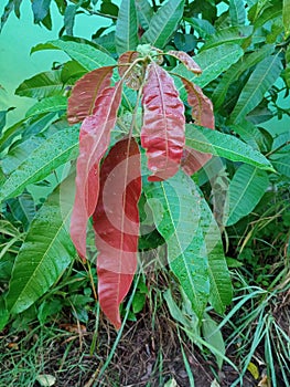 Mango red leaf shoots in the garden photo