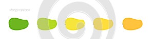 Mango ripeness stages chart. Colour gradation set fruit plant. Ripening plantains. From green to yellow and orange. Animation