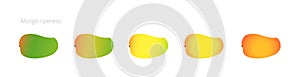 Mango ripeness stages chart. Colour gradation set fruit plant. Ripening plantains. From green to yellow and red gradient.