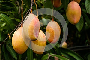 Mango rows in the garden. Red ripe mango enhances the beauty of the garden. Ripe mango is a favorite of everyone photo