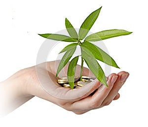 Mango sapling growing from coins