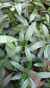 mango saplings closeup