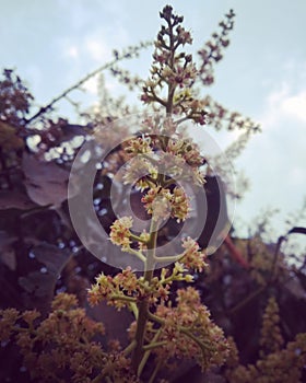 Mango seson is coming