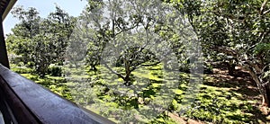 Among the mango shades in Dambulla, Sigiriya