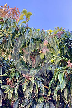 Mango Tree