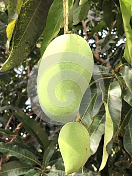 Mango in the tree