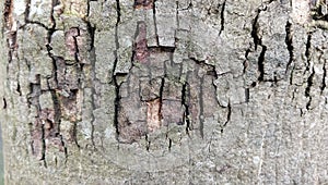 mango tree bark pattern