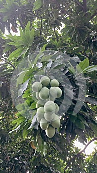 mango tree that bears a lot of fruit and looks very fresh