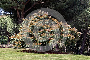 Mango tree in bloom in botanical park