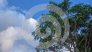 Mango tree with blue sky background