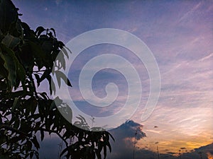 Mango tree with blue sky and white cloud background at sunset