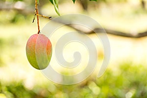 Mango on a tree branch with a blurred background, Vinales, Pinar del Rio, Cuba. Close-up. Copy space for text.