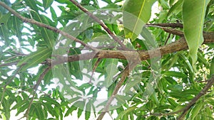 Mango tree branch with green leaves