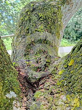 Mango tree branches filled with mold and mildew