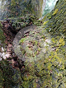 Mango tree branches filled with mold and mildew