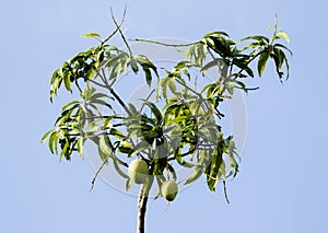 Mango tree branches