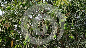 Mango tree branches with mangoes