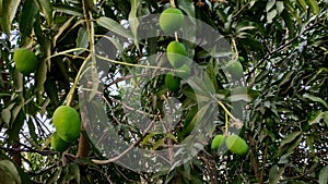 Mango tree branches with mangoes