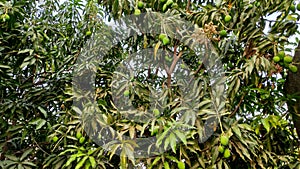 Mango tree branches with mangoes