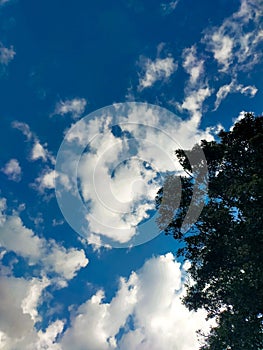 Mango tree, cloud and blue sky for background
