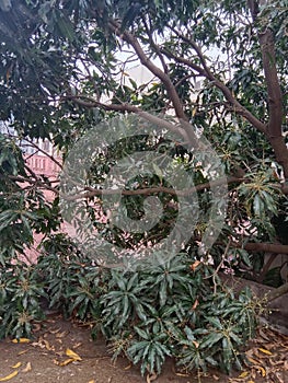 Mango tree with dead leafs