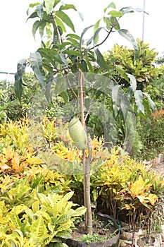 mango on tree in farm photo