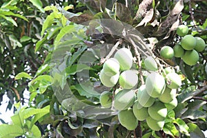 Mango on tree in farm for sell photo