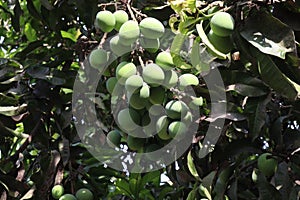 Mango on tree in farm for sell photo