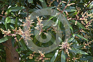 Mango tree flowers