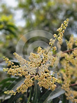 Mango Tree Flowers in Bloom