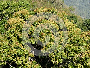 mango tree in flowers, guadeloupe. Fruit tree agriculture in tropical island