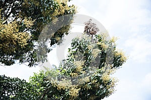 Mango Tree with Flowers Mangifera indica, Kerala, India