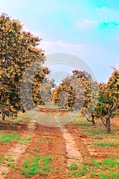 mango tree flowers,mango garden beautiful view,mango flowers and green leaves,full mango trees view,fresh and green leaves garden