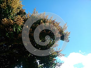 Mango tree flowers photo