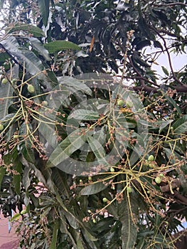 Mango tree with fruits .