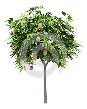 Mango tree with mango fruits isolated on white