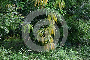 Mango tree in garden