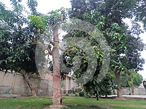 Mango tree gree leaves and green mango