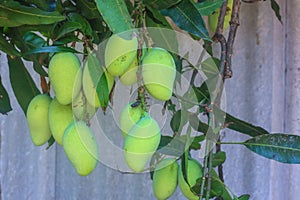 Mango tree