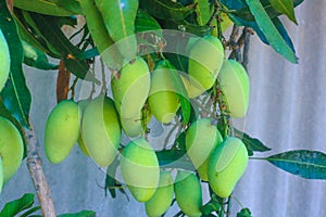 Mango tree