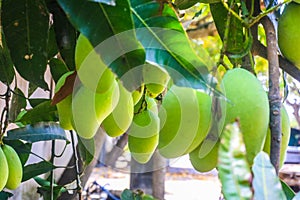 Mango tree