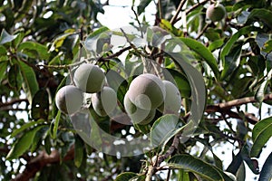 Mango tree