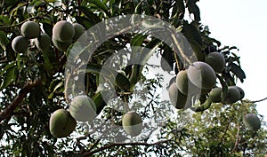 Mango tree