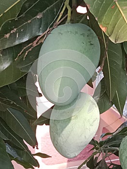 Mango tree with green fruits