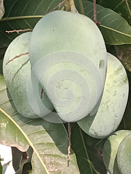 Mango tree with green fruits