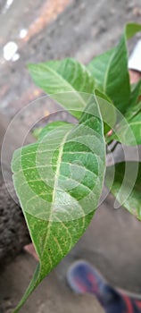 Mango tree greenlife