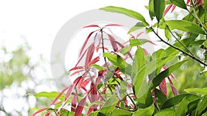 Mango tree growing brown color leaf Climatic condition photo