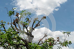 The mango tree has been cut branches off against the blue sky